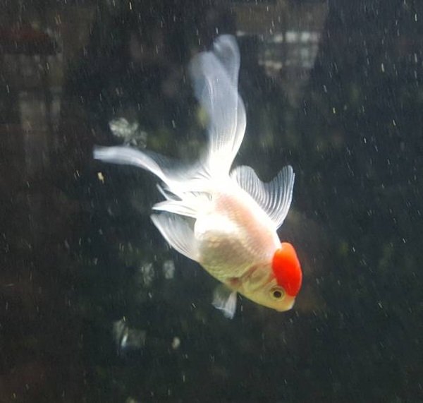 cá hạc đỉnh hồng 14