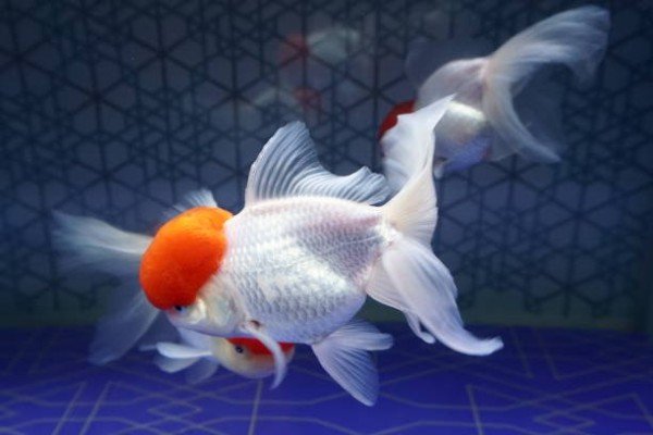 cá hạc đỉnh hồng 15