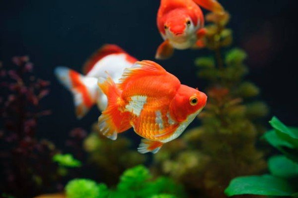 cá hạc đỉnh hồng 18