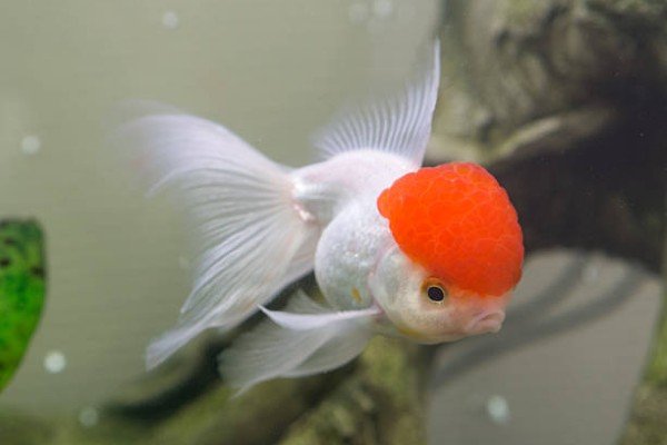 cá hạc đỉnh hồng 2