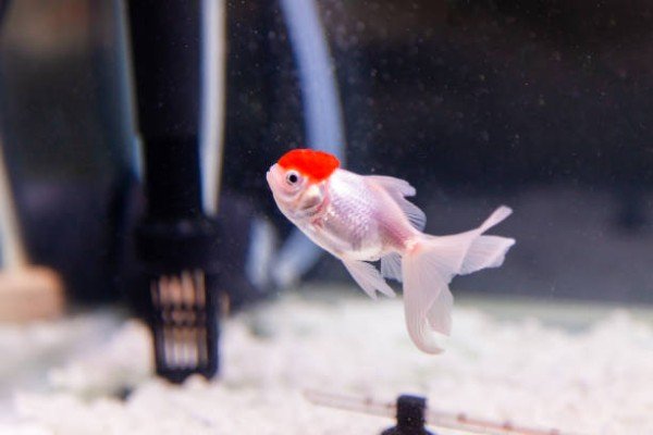 cá hạc đỉnh hồng 20