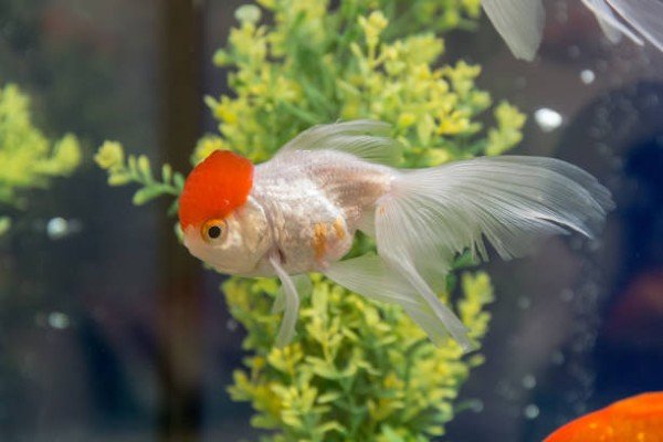 cá hạc đỉnh hồng 22