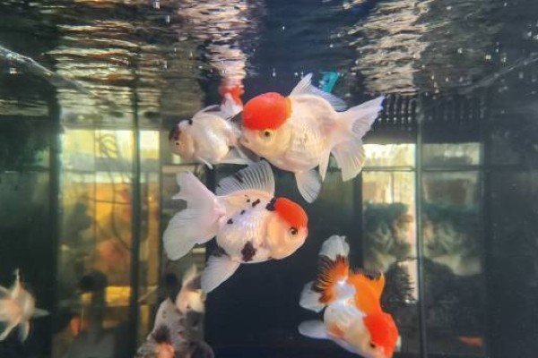 cá hạc đỉnh hồng 23