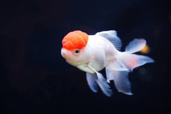 cá hạc đỉnh hồng 24