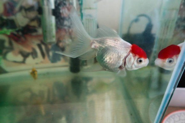 cá hạc đỉnh hồng 25