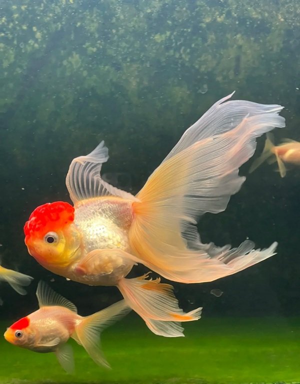 Cá Hạc Đỉnh Hồng – Nhỏ Nhắn, Màu Hồng Đẹp Và Rất Dễ Nuôi