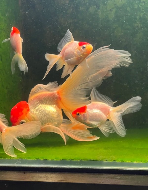 cá hạc đỉnh hồng 27