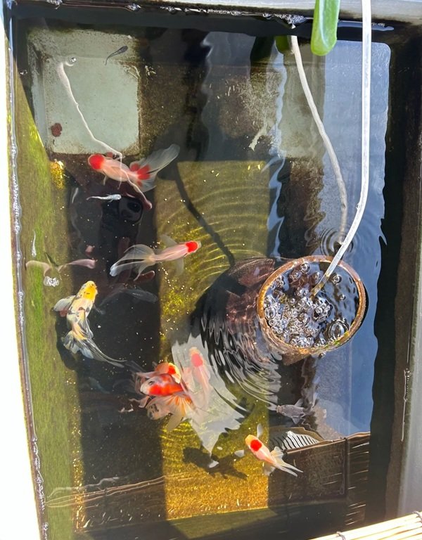 cá hạc đỉnh hồng 28