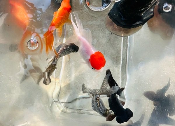 cá hạc đỉnh hồng 29