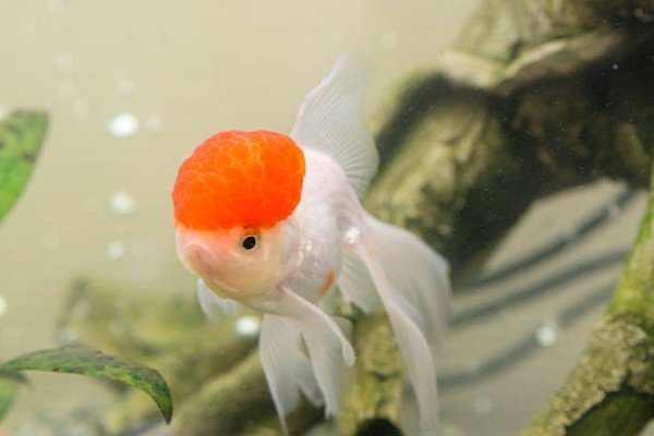 cá hạc đỉnh hồng 3