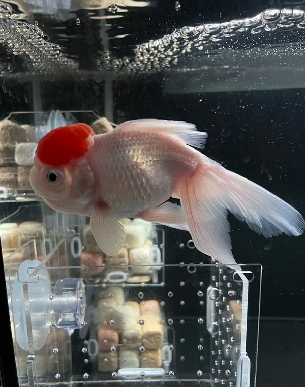 cá hạc đỉnh hồng 30