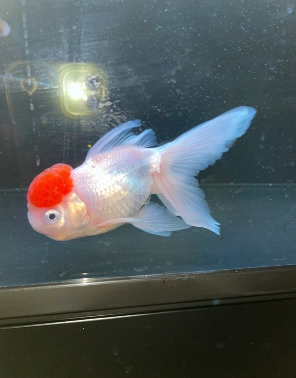 cá hạc đỉnh hồng 31