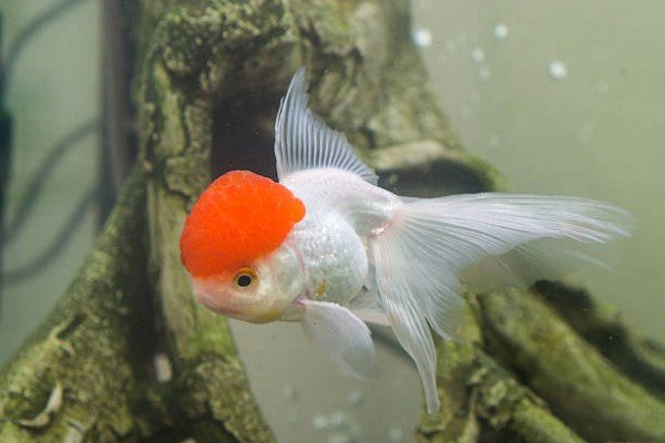 cá hạc đỉnh hồng 4