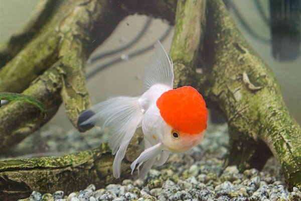 cá hạc đỉnh hồng 5