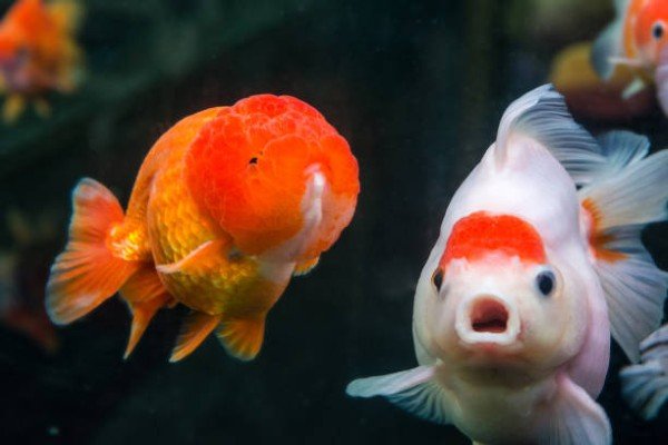 cá hạc đỉnh hồng 7