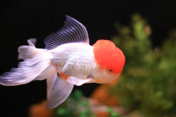 cá hạc đỉnh hồng 8