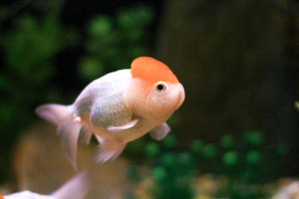 cá hạc đỉnh hồng 9