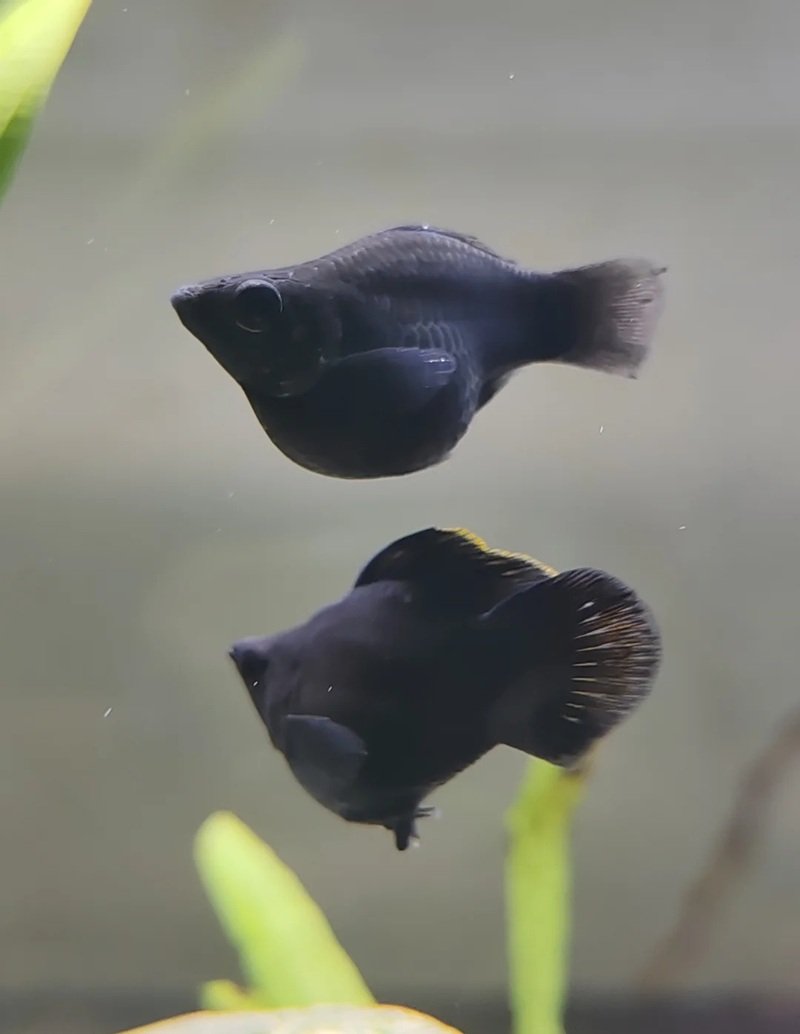 cá hắc molly 1
