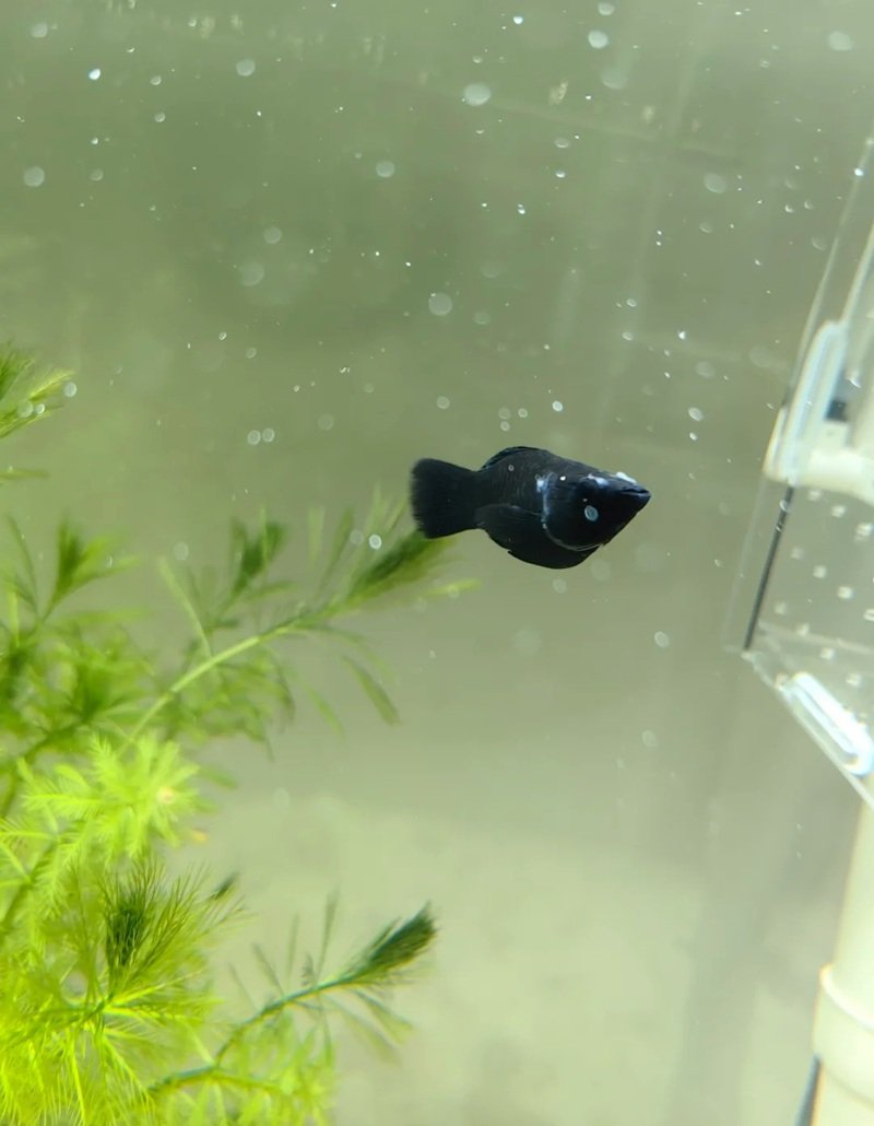 cá hắc molly 13