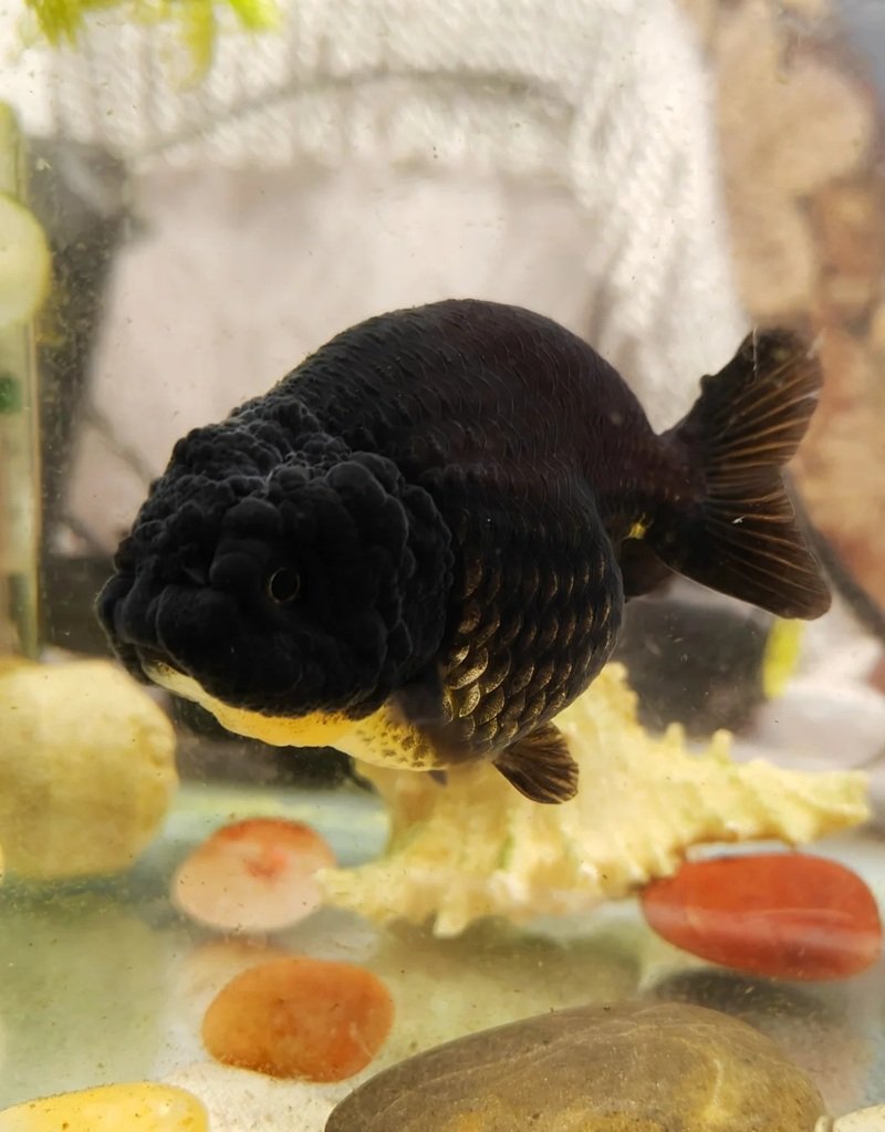 cá hắc molly 15