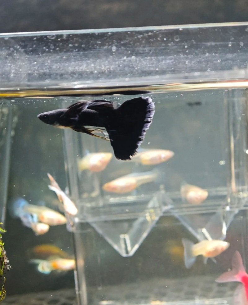 cá hắc molly 18