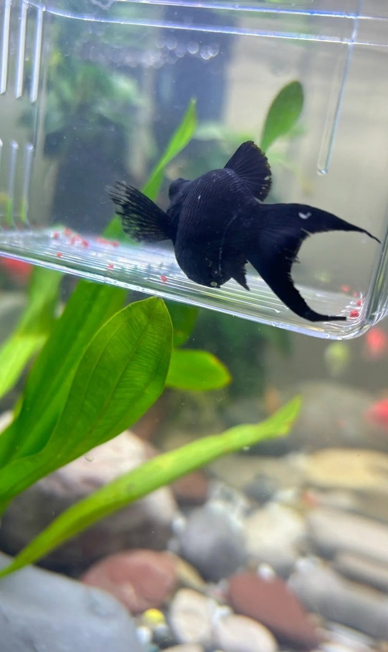 cá hắc molly 22
