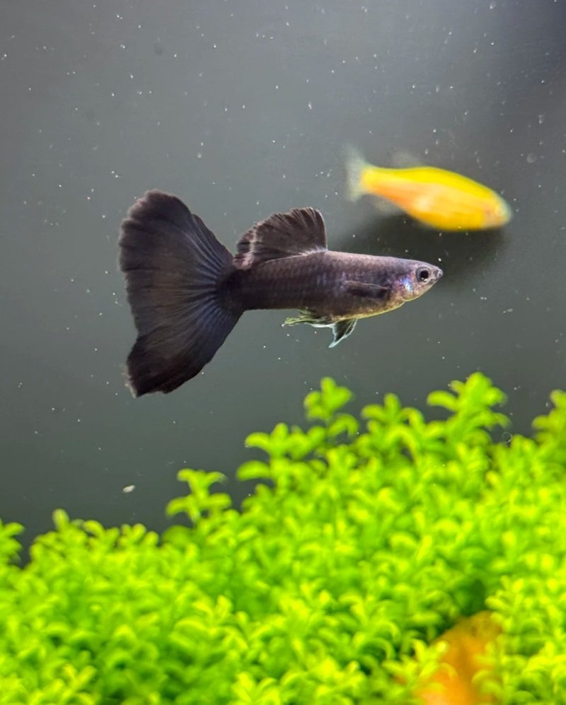 cá hắc molly 26