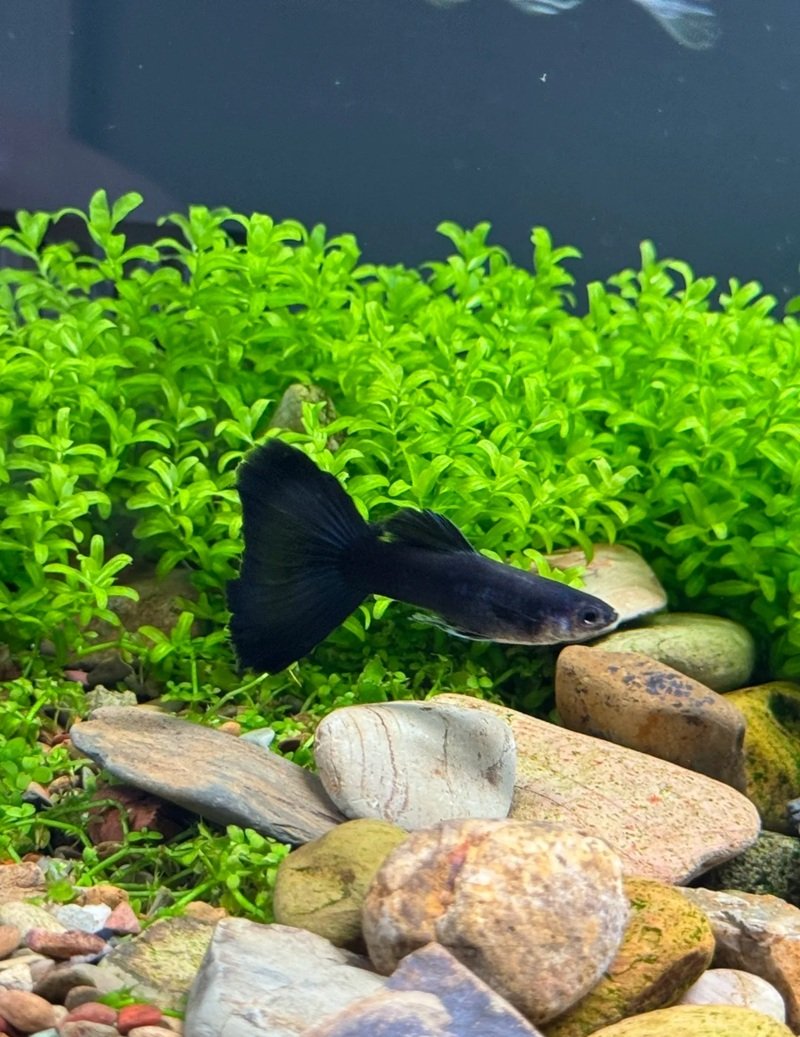 Cá Hắc Molly – Nhỏ Gọn, Dễ Nuôi Và Rất Được Ưa Chuộng