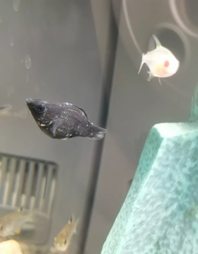 cá hắc molly 34