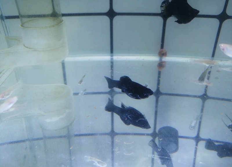 cá hắc molly 4