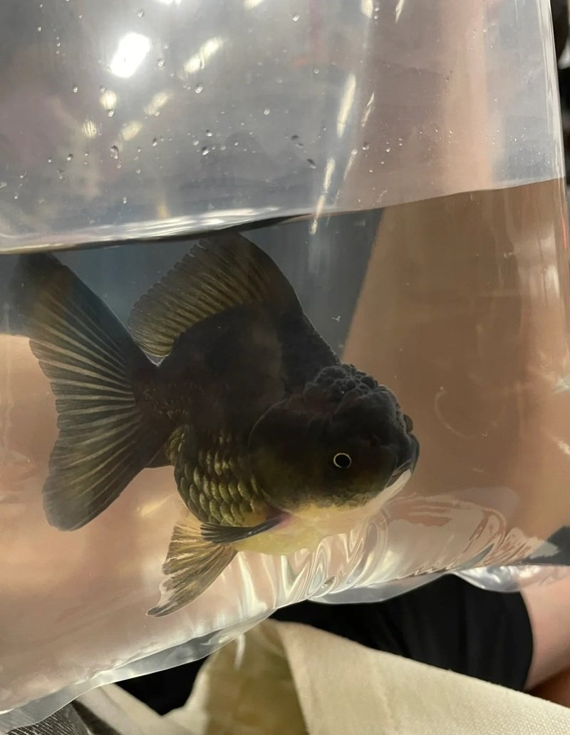 cá hắc molly 8