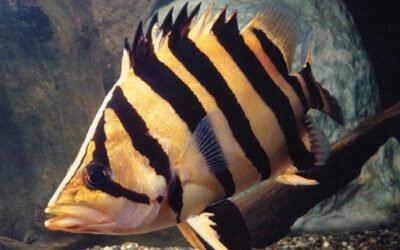 Cá Hổ Indo – Sọc Đen Uy Lực, Dáng Bơi Mạnh Mẽ