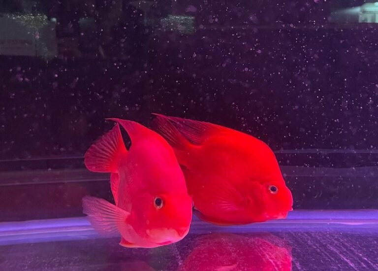 Cá Hồng Két – Màu Đỏ Nổi Bật, Hiền Lành Và Được Ưa Chuộng