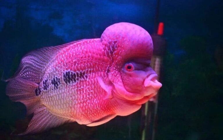 Cá La Hán – Đầu Gù Uy Phong, Biểu Tượng May Mắn Và Cá Tính