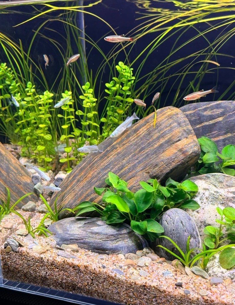 Cá mây trắng đang bơi trong làn nước trong