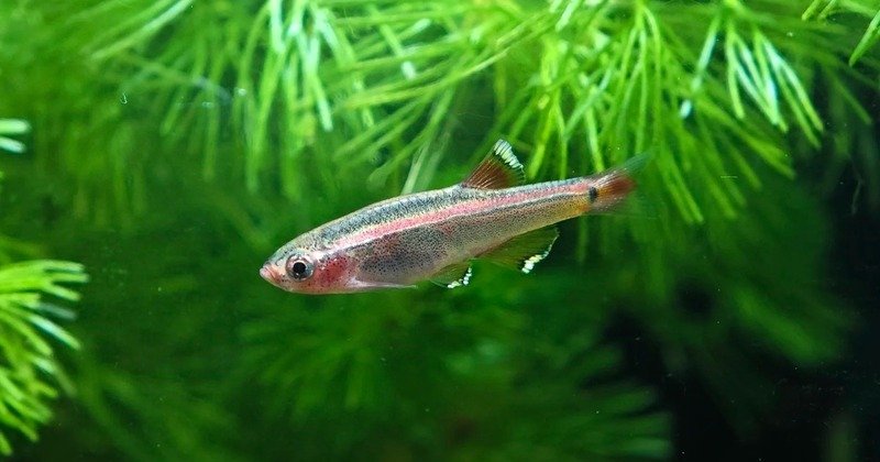 Hình ảnh cá cảnh nước ngọt dễ thương