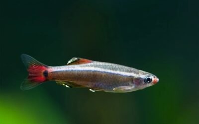 Cá Mây Trắng – Nhỏ Nhắn, Dễ Nuôi Và Bơi Đàn Rất Đẹp