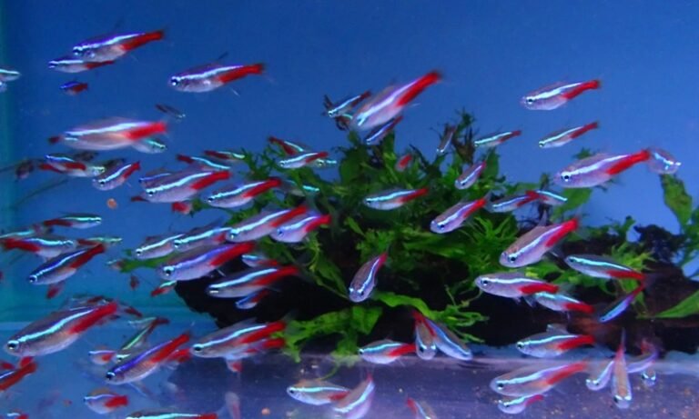 Cá Neon Vua – Ánh Xanh Quyền Lực, Sang Trọng Và Rất Nổi Bật