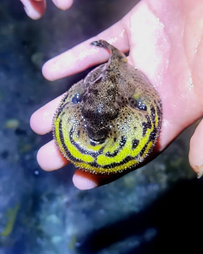 Cá Nóc Da Beo – Hoa Văn Lạ Mắt, Cá Tính Và Độc Đáo