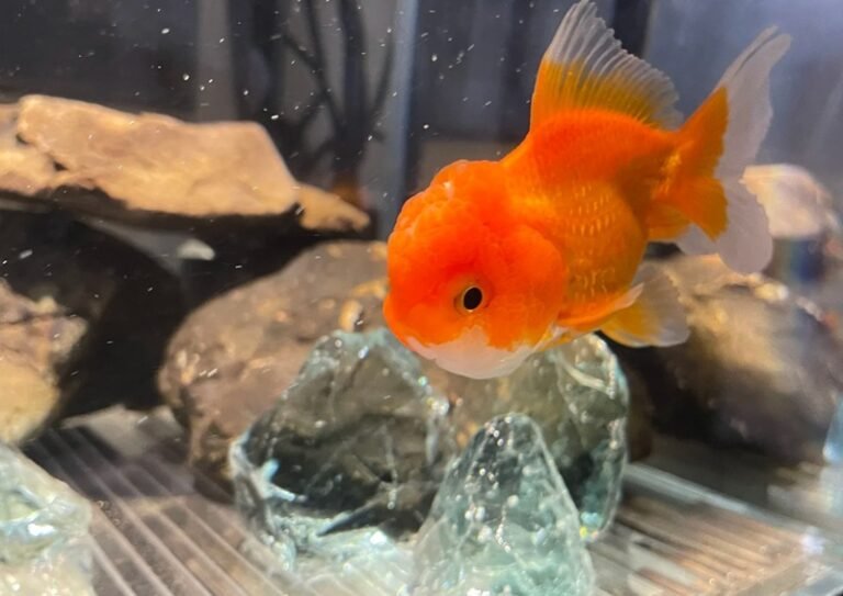 Cá Ping Pong – Tròn Trịa Dễ Thương, Dễ Nuôi Cho Hồ Gia Đình