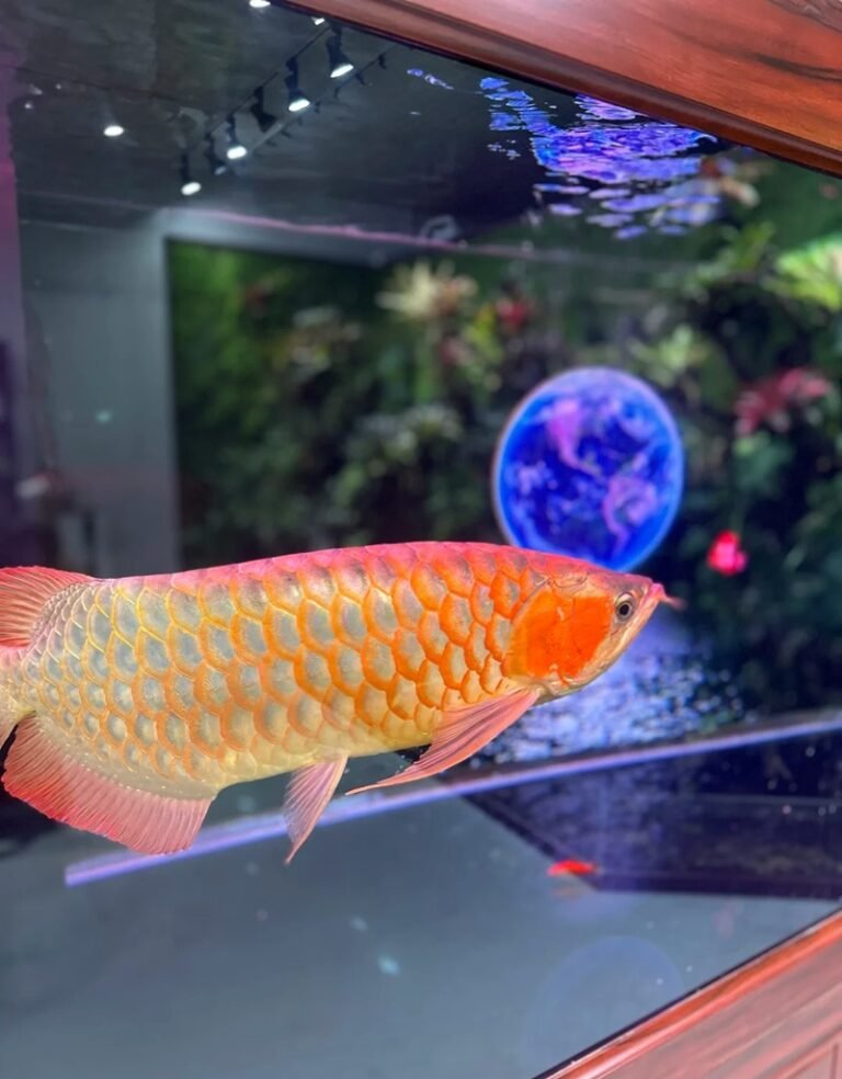 Cá Rồng – Biểu Tượng Quyền Lực, Đẳng Cấp Và Phong Thủy