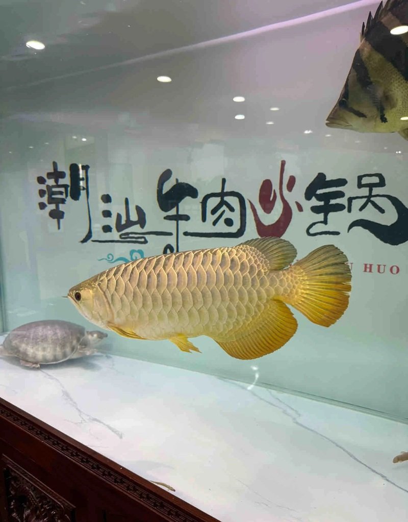 cá rồng huyết long 1