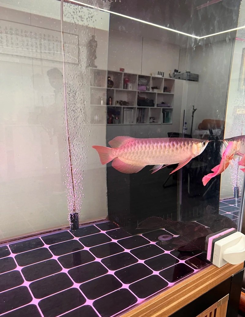 cá rồng huyết long 10