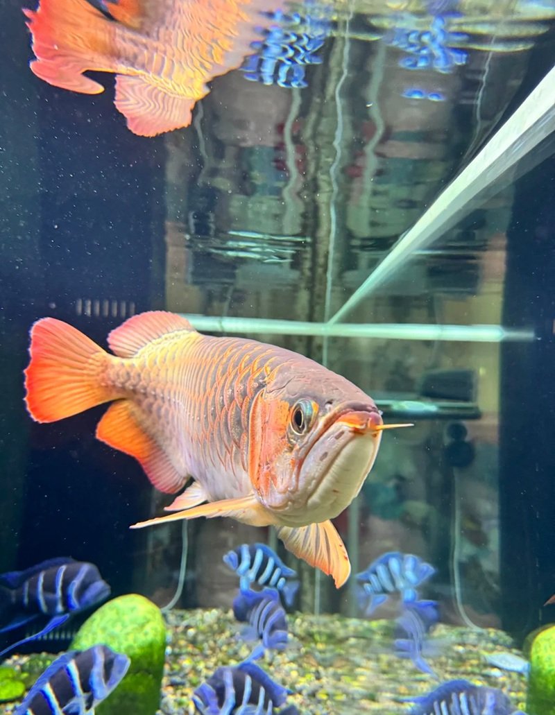 cá rồng huyết long 11