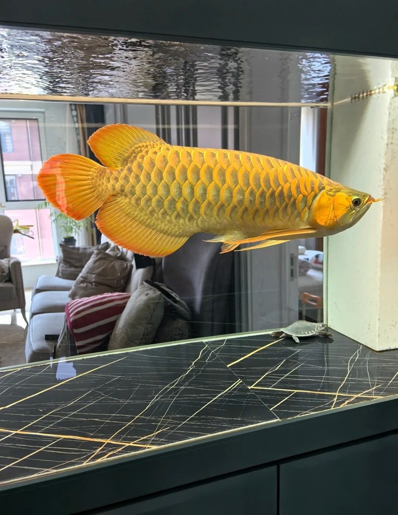 cá rồng huyết long 12