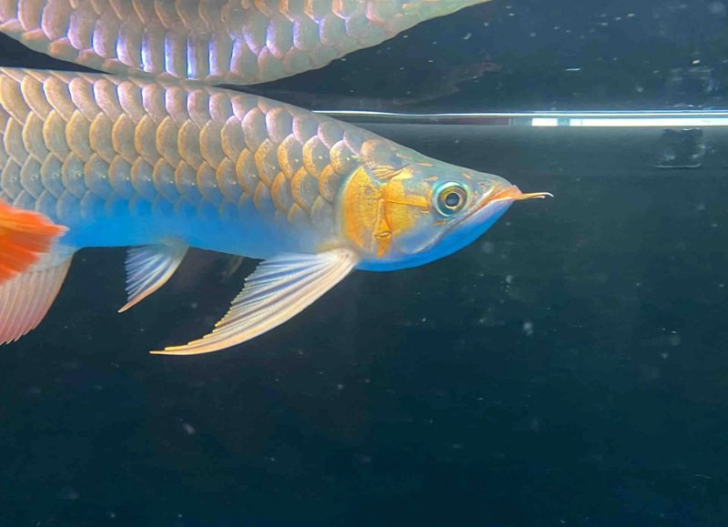 cá rồng huyết long 13