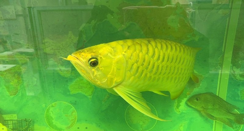 cá rồng huyết long 14