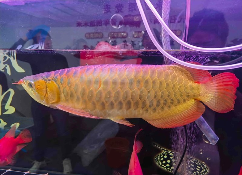 cá rồng huyết long 15