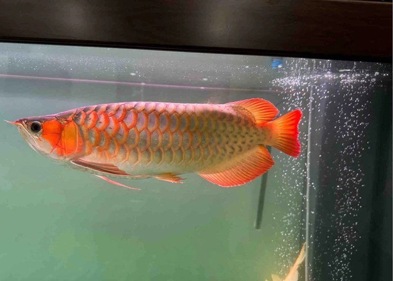 cá rồng huyết long 16