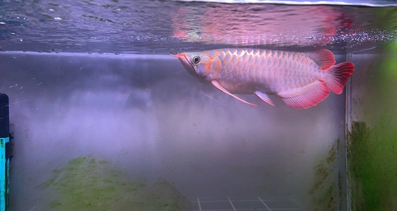 cá rồng huyết long 17